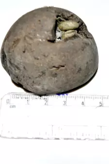 Nepal Gandaki River Original Shaligram Shila Idol Shri Vishnu For Tulsi Puja Stone Fossil In Size (Max: 5 CM) ID-178