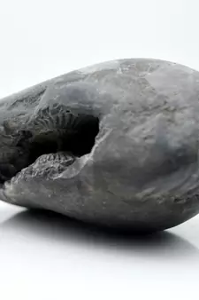 Nepal Gandaki River Original Shaligram Shila Idol Shri Vishnu For Tulsi Puja Stone Fossil In Size (Max: 5 CM) ID-192