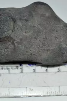 Nepal Gandaki River Original Shaligram Shila Idol Shri Vishnu For Tulsi Puja Stone Fossil In Size (Max: 5 CM) ID-179