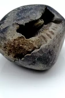 Nepal Gandaki River Original Shaligram Shila Idol Shri Vishnu For Tulsi Puja Stone Fossil In Size (Max: 5 CM) ID-181