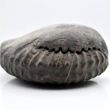 Nepal Gandaki River Original Shaligram Shila Idol Shri Vishnu For Tulsi Puja Stone Fossil In Size (Max: 7 CM) ID-193 1