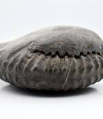 Nepal Gandaki River Original Shaligram Shila Idol Shri Vishnu For Tulsi Puja Stone Fossil In Size (Max: 7 CM) ID-193