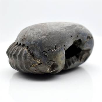 Nepal Gandaki River Original Shaligram Shila Idol Shri Vishnu For Tulsi Puja Stone Fossil In Size (Max: 7 CM) ID-193 3
