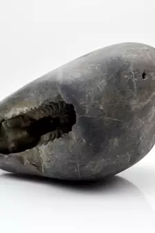 Nepal Gandaki River Original Shaligram Shila Idol Shri Vishnu For Tulsi Puja Stone Fossil In Size (Max: 7 CM) ID-195