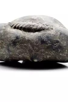 Nepal Gandaki River Original Shaligram Shila Idol Shri Vishnu For Tulsi Puja Stone Fossil In Size (Max: 7 CM) ID-197