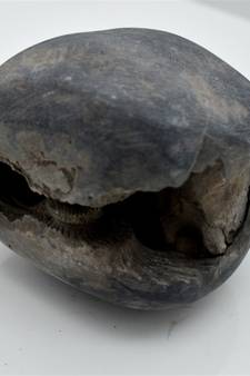 Nepal Gandaki River Original Shaligram Shila Idol Shri Vishnu For Tulsi Puja Stone Fossil In Size (Max: 7 CM) ID-206