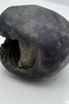 Nepal Gandaki River Original Shaligram Shila Idol Shri Vishnu For Tulsi Puja Stone Fossil In Size (Max: 7 CM) ID-206