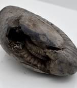 Nepal Gandaki River Original Shaligram Shila Idol Shri Vishnu For Tulsi Puja Stone Fossil In Size (Max: 7 CM) ID-207