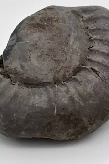 Nepal Gandaki River Original Shaligram Shila Idol Shri Vishnu For Tulsi Puja Stone Fossil In Size (Max: 7 CM) ID-207