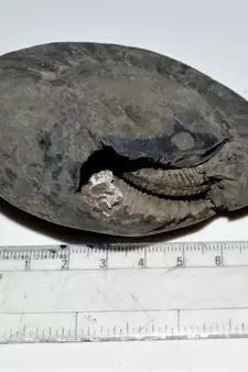 Nepal Gandaki River Original Shaligram Shila Idol Shri Vishnu For Tulsi Puja Stone Fossil In Size (Max: 7 CM) ID-207