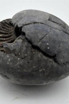 Nepal Gandaki River Original Shaligram Shila Idol Shri Vishnu For Tulsi Puja Stone Fossil In Size (Max: 7 CM) ID-216