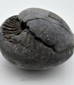 Nepal Gandaki River Original Shaligram Shila Idol Shri Vishnu For Tulsi Puja Stone Fossil In Size (Max: 7 CM) ID-216