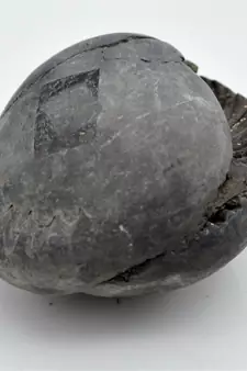 Nepal Gandaki River Original Shaligram Shila Idol Shri Vishnu For Tulsi Puja Stone Fossil In Size (Max: 7 CM) ID-216