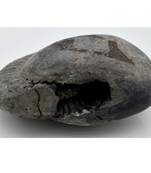 Nepal Gandaki River Original Shaligram Shila Idol Shri Vishnu For Tulsi Puja Stone Fossil In Size (Max: 7 CM) ID-220