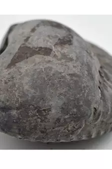Nepal Gandaki River Original Shaligram Shila Idol Shri Vishnu For Tulsi Puja Stone Fossil In Size (Max: 7 CM) ID-220