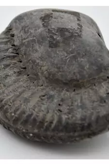 Nepal Gandaki River Original Shaligram Shila Idol Shri Vishnu For Tulsi Puja Stone Fossil In Size (Max: 7 CM) ID-220