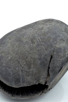 Nepal Gandaki River Original Shaligram Shila Idol Shri Vishnu For Tulsi Puja Stone Fossil In Size (Max: 7 CM) ID-221