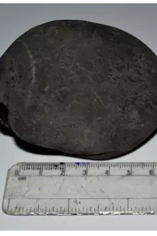 Nepal Gandaki River Original Shaligram Shila Idol Shri Vishnu For Tulsi Puja Stone Fossil In Size (Max: 7 CM) ID-221