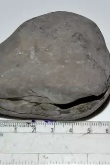 Nepal Gandaki River Original Shaligram Shila Idol Shri Vishnu For Tulsi Puja Stone Fossil In Size (Max: 7 CM) ID-222