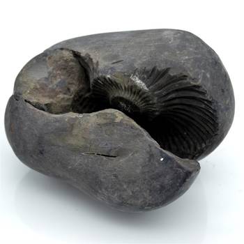 Nepal Gandaki River Original Shaligram Shila Idol Shri Vishnu For Tulsi Puja Stone Fossil In Size (Max: 7 CM) ID-223 1