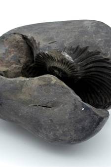 Nepal Gandaki River Original Shaligram Shila Idol Shri Vishnu For Tulsi Puja Stone Fossil In Size (Max: 7 CM) ID-223