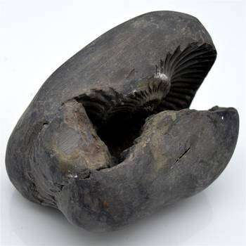 Nepal Gandaki River Original Shaligram Shila Idol Shri Vishnu For Tulsi Puja Stone Fossil In Size (Max: 7 CM) ID-223 3