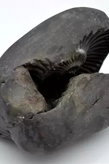 Nepal Gandaki River Original Shaligram Shila Idol Shri Vishnu For Tulsi Puja Stone Fossil In Size (Max: 7 CM) ID-223