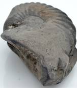 Nepal Gandaki River Original Shaligram Shila Idol Shri Vishnu For Tulsi Puja Stone Fossil In Size (Max: 7 CM) ID-224