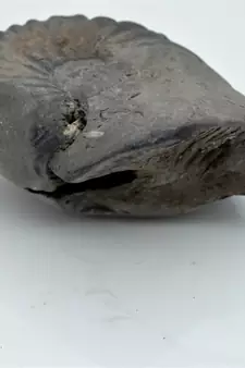 Nepal Gandaki River Original Shaligram Shila Idol Shri Vishnu For Tulsi Puja Stone Fossil In Size (Max: 7 CM) ID-224