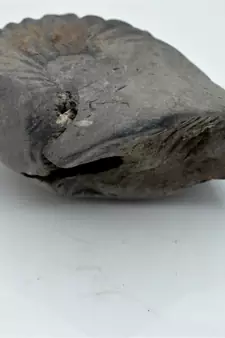 Nepal Gandaki River Original Shaligram Shila Idol Shri Vishnu For Tulsi Puja Stone Fossil In Size (Max: 7 CM) ID-224