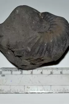 Nepal Gandaki River Original Shaligram Shila Idol Shri Vishnu For Tulsi Puja Stone Fossil In Size (Max: 7 CM) ID-224