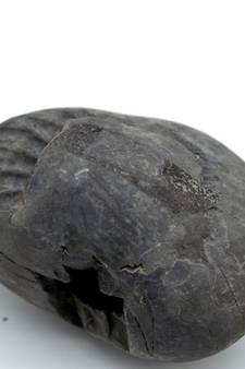 Nepal Gandaki River Original Shaligram Shila Idol Shri Vishnu For Tulsi Puja Stone Fossil In Size (Max: 7 CM) ID-225