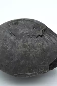Nepal Gandaki River Original Shaligram Shila Idol Shri Vishnu For Tulsi Puja Stone Fossil In Size (Max: 7 CM) ID-225