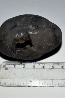 Nepal Gandaki River Original Shaligram Shila Idol Shri Vishnu For Tulsi Puja Stone Fossil In Size (Max: 7 CM) ID-225