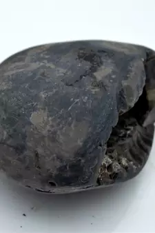 Nepal Gandaki River Original Shaligram Shila Idol Shri Vishnu For Tulsi Puja Stone Fossil In Size (Max: 7 CM) ID-227