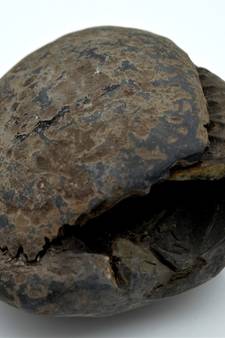 Nepal Gandaki River Original Shaligram Shila Idol Shri Vishnu For Tulsi Puja Stone Fossil In Size (Max: 7 CM) ID-228