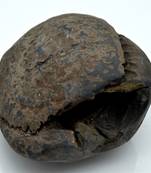 Nepal Gandaki River Original Shaligram Shila Idol Shri Vishnu For Tulsi Puja Stone Fossil In Size (Max: 7 CM) ID-228