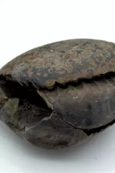 Nepal Gandaki River Original Shaligram Shila Idol Shri Vishnu For Tulsi Puja Stone Fossil In Size (Max: 7 CM) ID-228