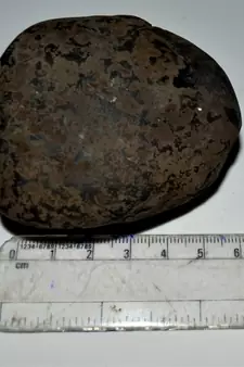 Nepal Gandaki River Original Shaligram Shila Idol Shri Vishnu For Tulsi Puja Stone Fossil In Size (Max: 7 CM) ID-228