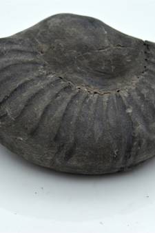 Nepal Gandaki River Original Shaligram Shila Idol Shri Vishnu For Tulsi Puja Stone Fossil In Size (Max: 7 CM) ID-229