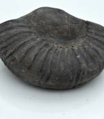 Nepal Gandaki River Original Shaligram Shila Idol Shri Vishnu For Tulsi Puja Stone Fossil In Size (Max: 7 CM) ID-229