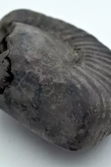 Nepal Gandaki River Original Shaligram Shila Idol Shri Vishnu For Tulsi Puja Stone Fossil In Size (Max: 7 CM) ID-229
