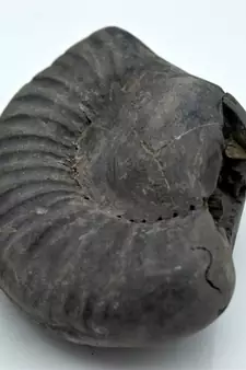 Nepal Gandaki River Original Shaligram Shila Idol Shri Vishnu For Tulsi Puja Stone Fossil In Size (Max: 7 CM) ID-229