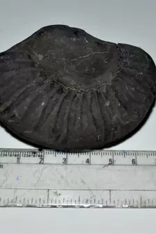 Nepal Gandaki River Original Shaligram Shila Idol Shri Vishnu For Tulsi Puja Stone Fossil In Size (Max: 7 CM) ID-229