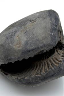 Nepal Gandaki River Original Shaligram Shila Idol Shri Vishnu For Tulsi Puja Stone Fossil In Size (Max: 7 CM) ID-230