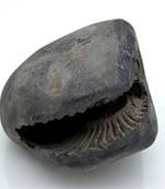 Nepal Gandaki River Original Shaligram Shila Idol Shri Vishnu For Tulsi Puja Stone Fossil In Size (Max: 7 CM) ID-230