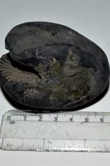 Nepal Gandaki River Original Shaligram Shila Idol Shri Vishnu For Tulsi Puja Stone Fossil In Size (Max: 7 CM) ID-230