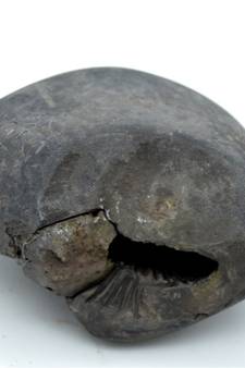 Nepal Gandaki River Original Shaligram Shila Idol Shri Vishnu For Tulsi Puja Stone Fossil In Size (Max: 7 CM) ID-231