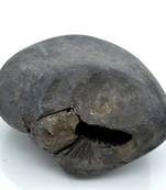 Nepal Gandaki River Original Shaligram Shila Idol Shri Vishnu For Tulsi Puja Stone Fossil In Size (Max: 7 CM) ID-231