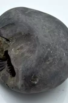 Nepal Gandaki River Original Shaligram Shila Idol Shri Vishnu For Tulsi Puja Stone Fossil In Size (Max: 7 CM) ID-231